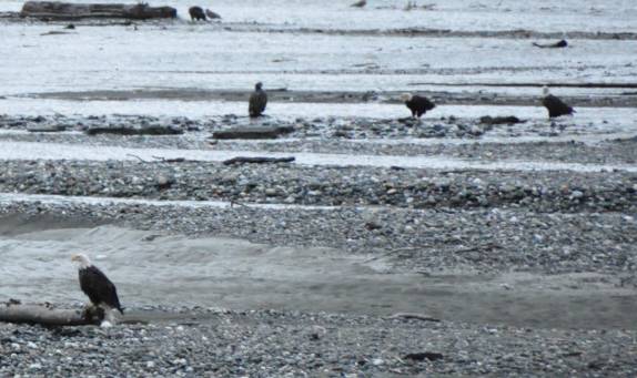 Nosso primeiro encontro com as majestosas 'Bald Eagles', em rio próximo à Haines, no sudeste do Alaska